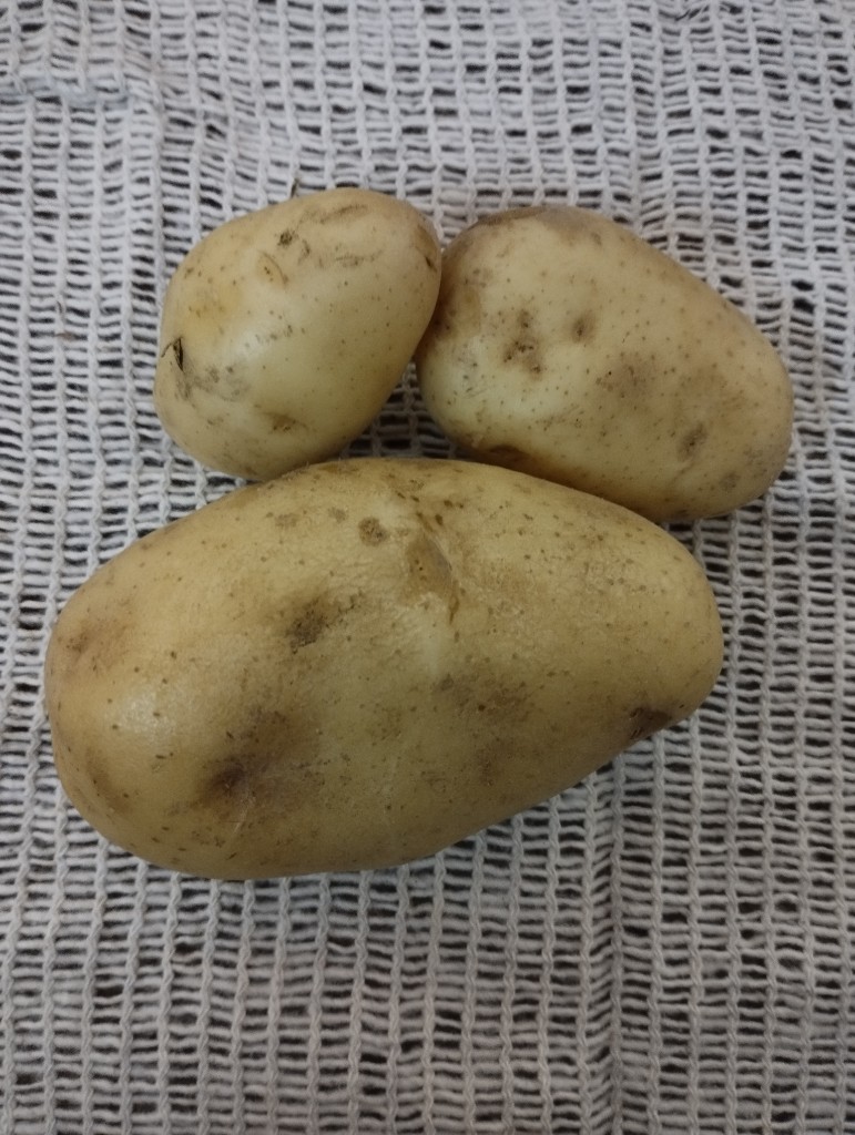 Papa lavada