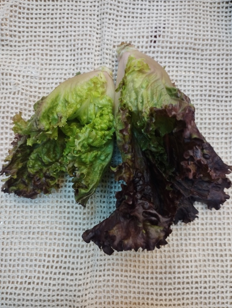 Lechuga morada