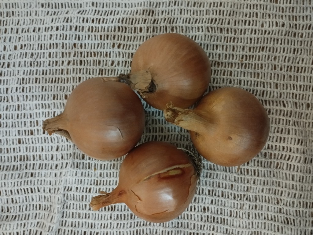 Cebolla