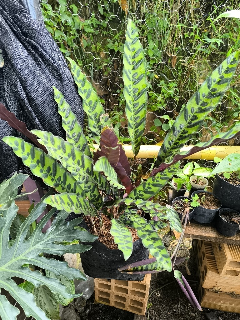 calathea lancifolia