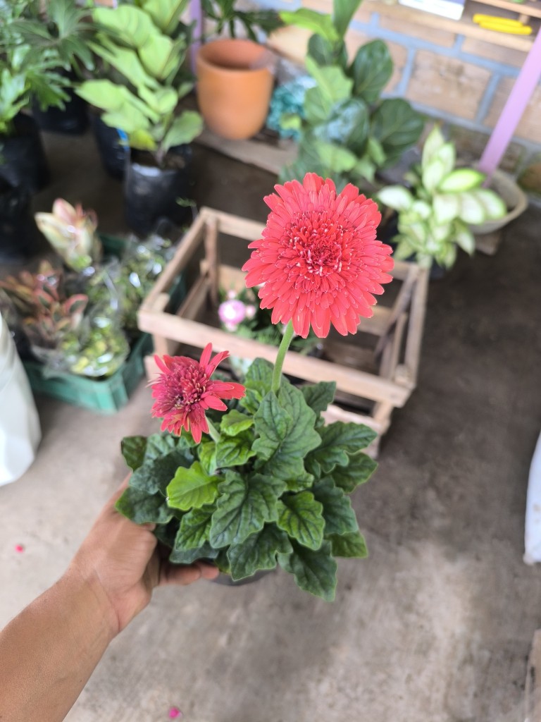 gerbera