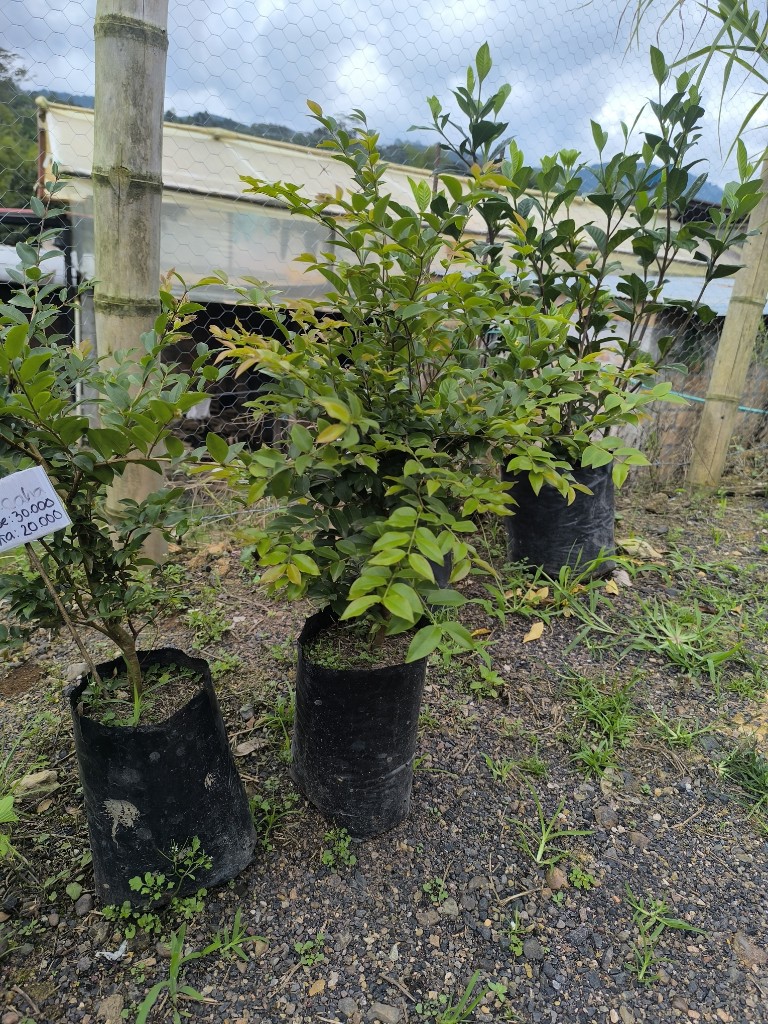 jabuticaba pequeña
