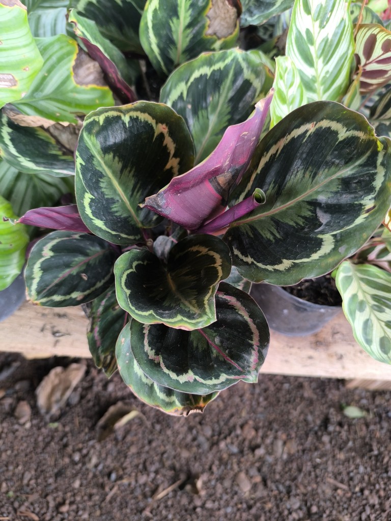 Calathea medallon