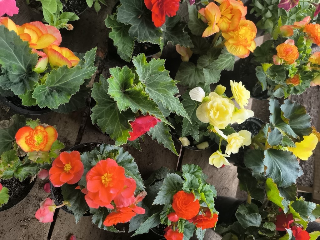begonia flor