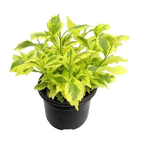 duranta variegada