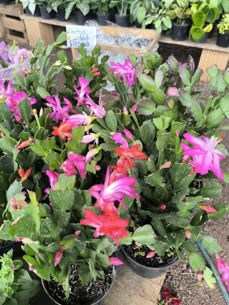 cactus navidad