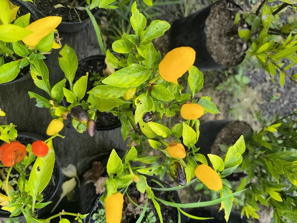 aji