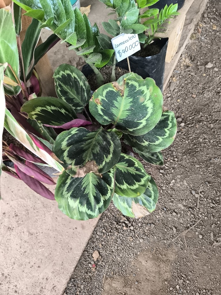 calathea medallon bolsa 35