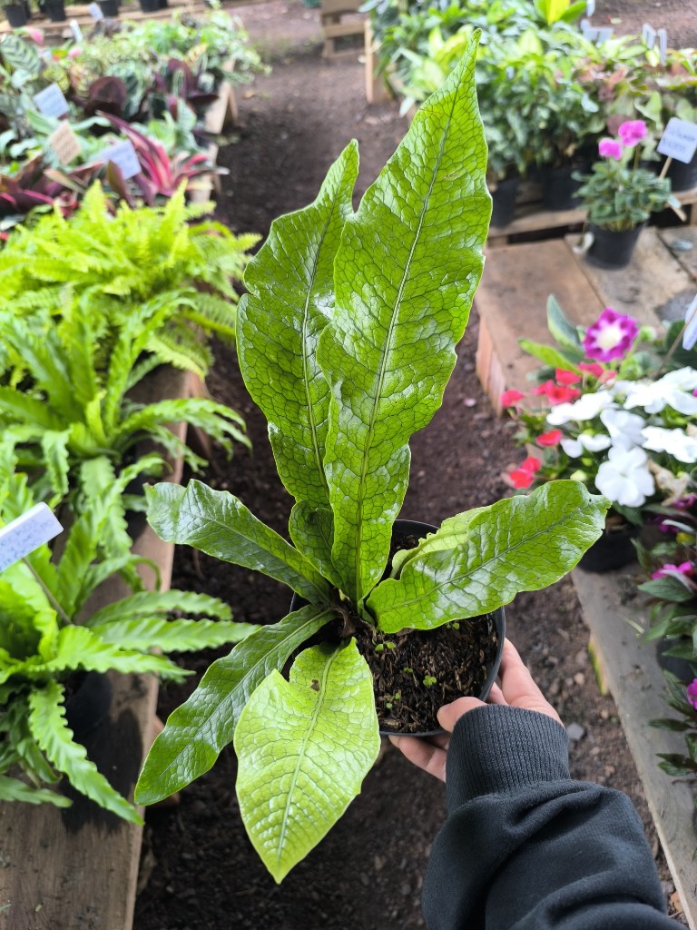 helecho cocodrilo