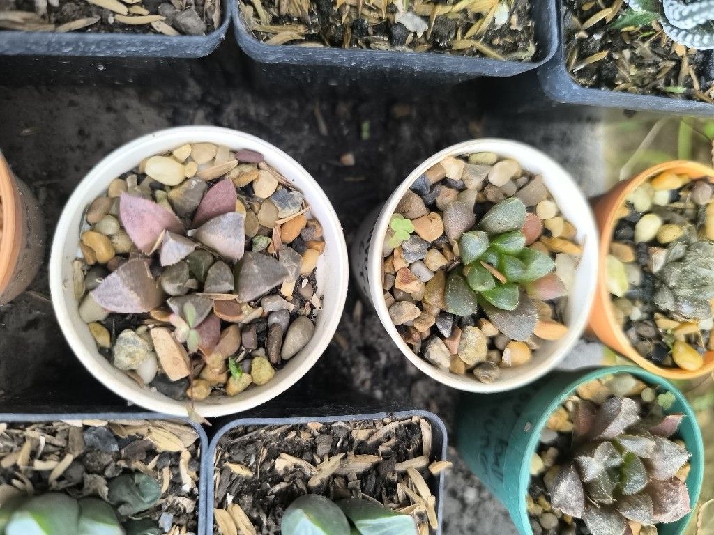 aloe exotica p5