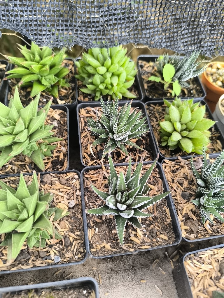 aloes p7 8000