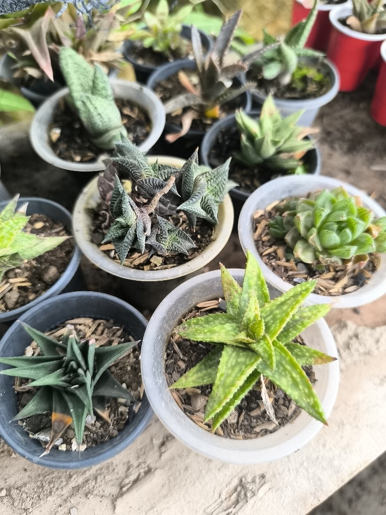 aloe vaso tintero