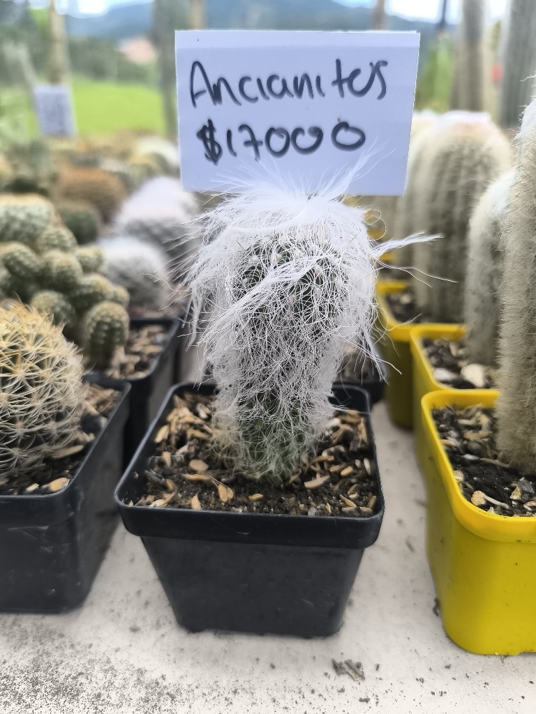 cactus ancianito exotico