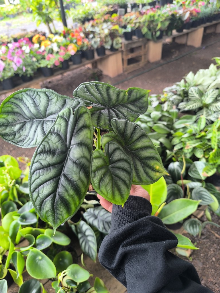Alocasia dragon scaled