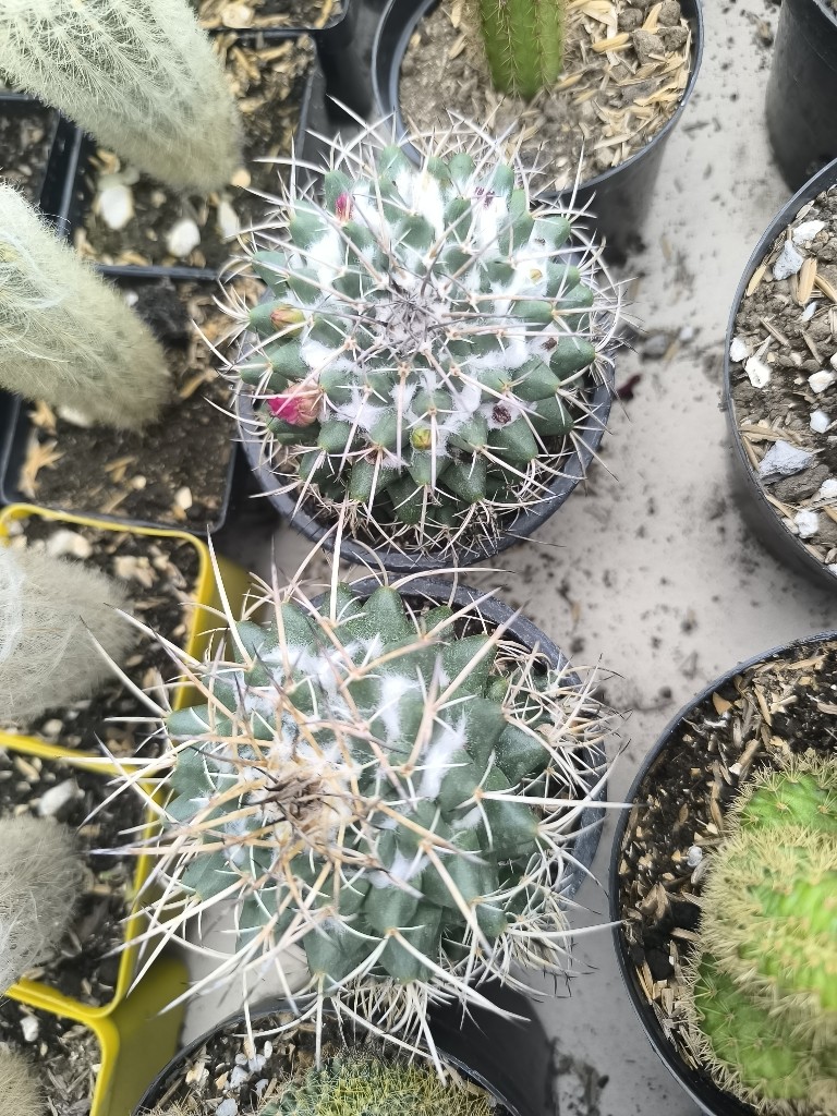 cactus espina p10