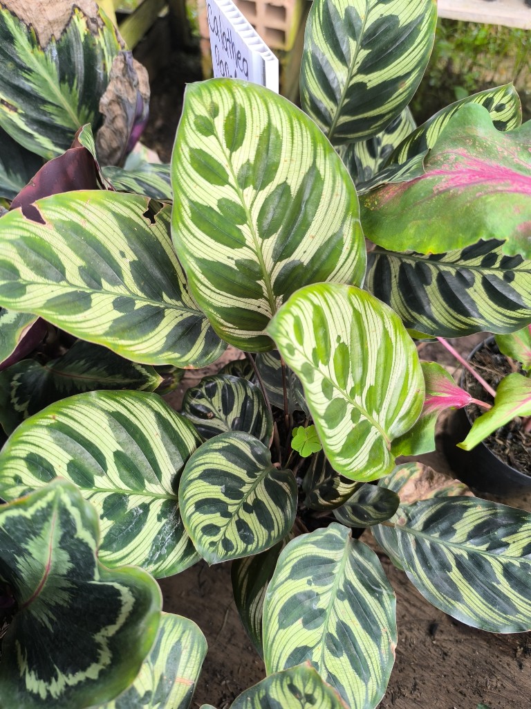 Calathea papel