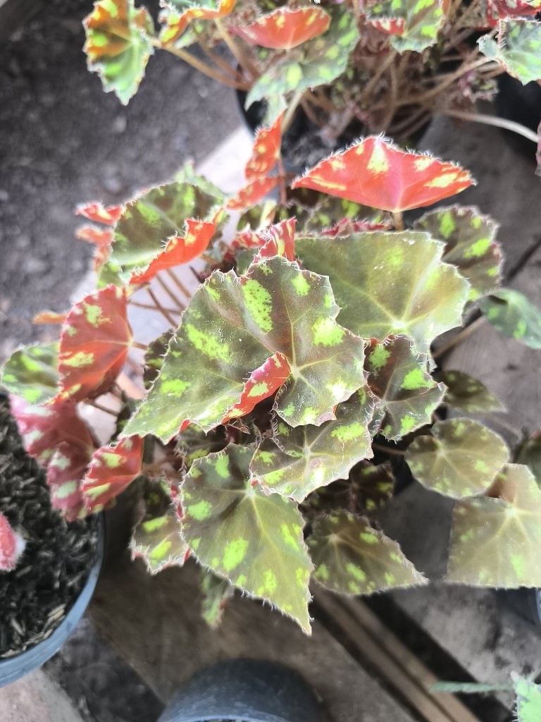 Begonia cuero de sapo amarilla