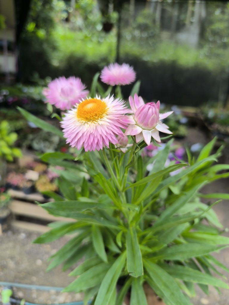flor de papel