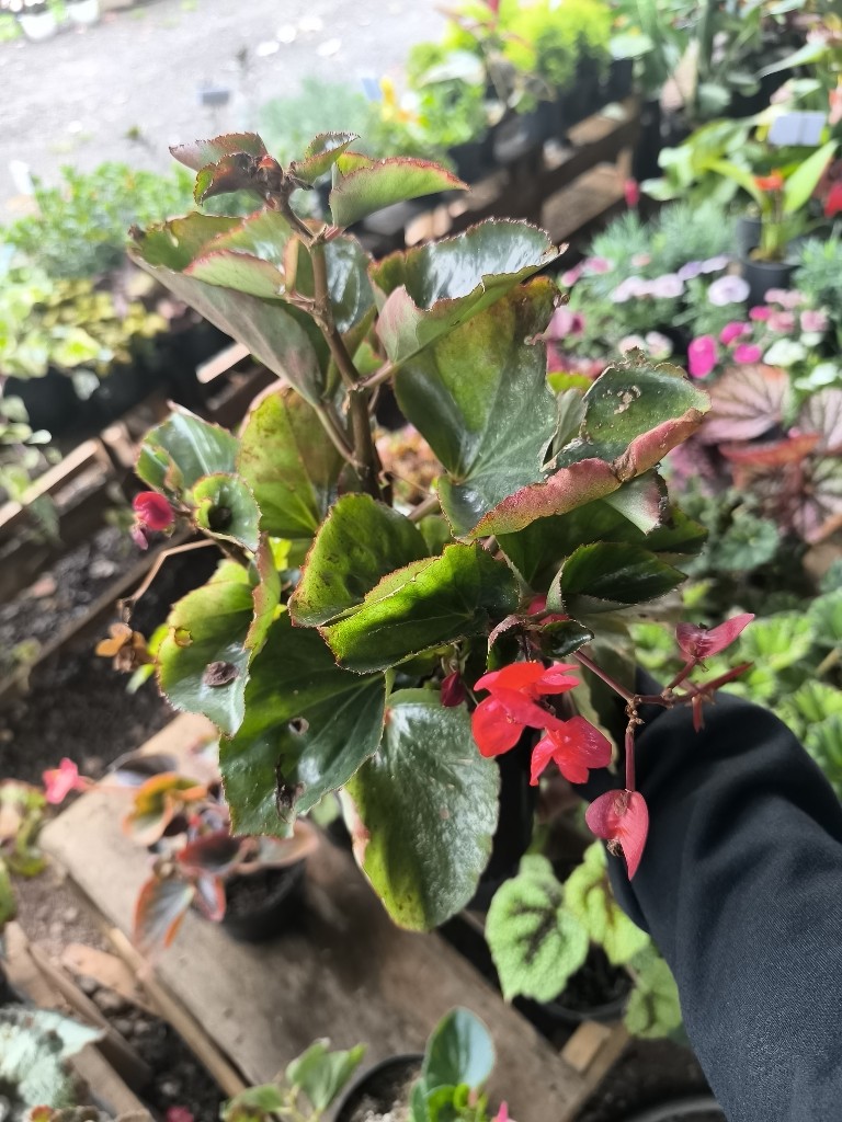 Begonia big