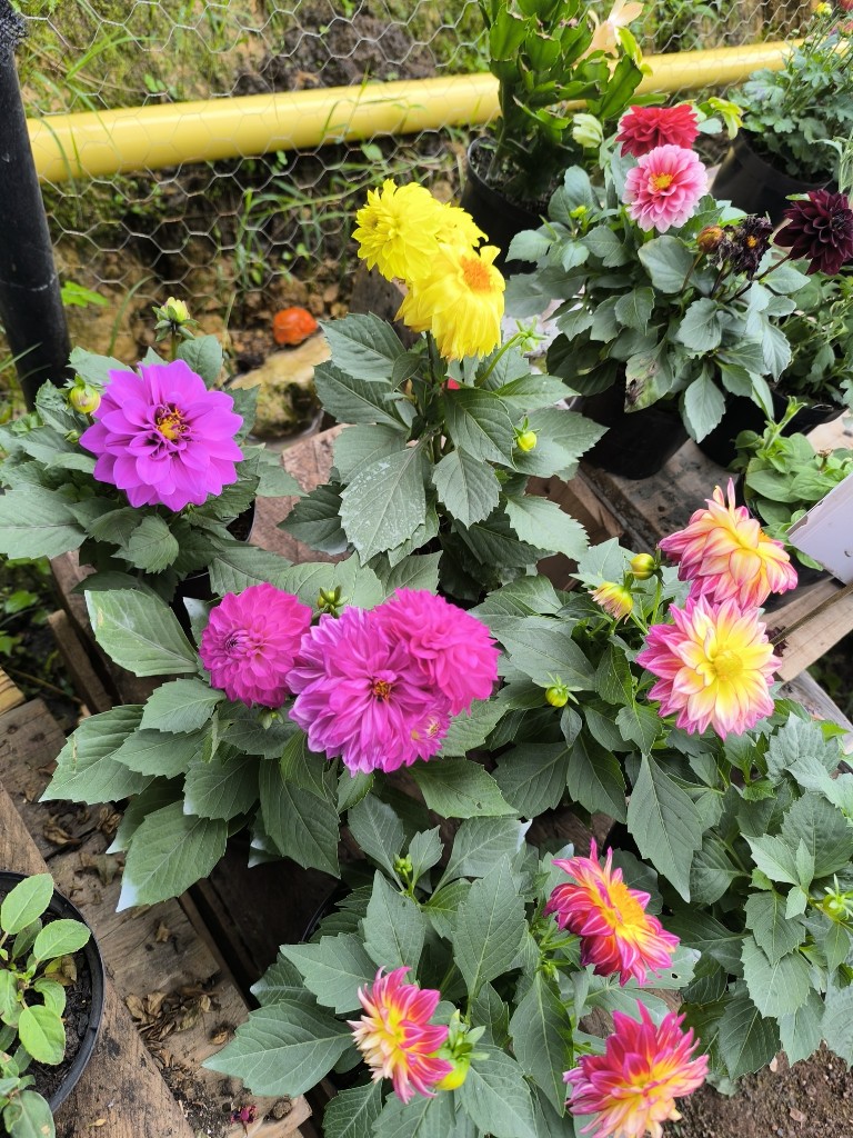dalias