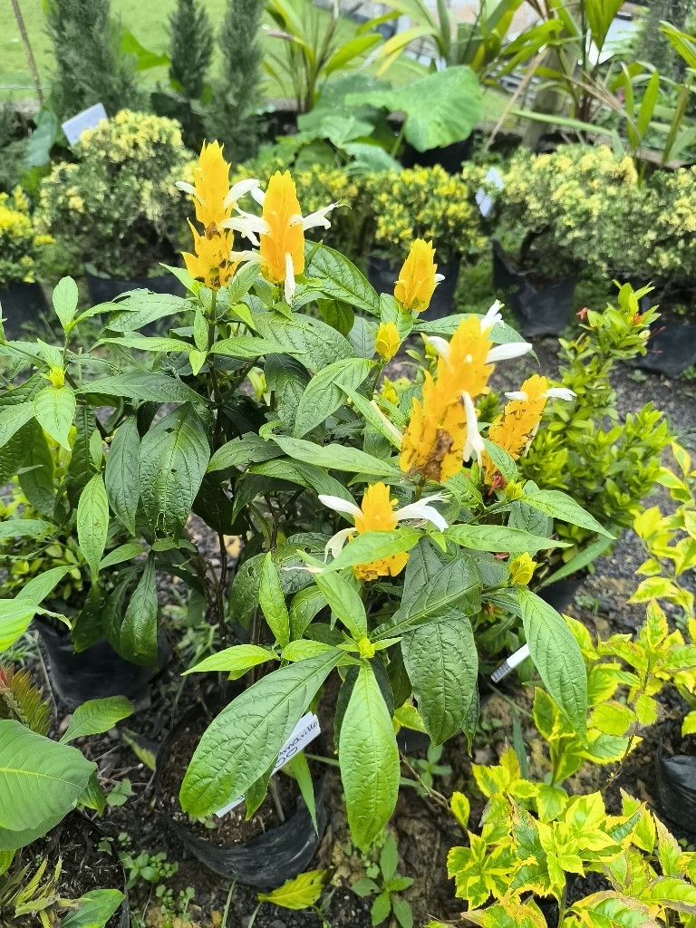 camaron amarillo