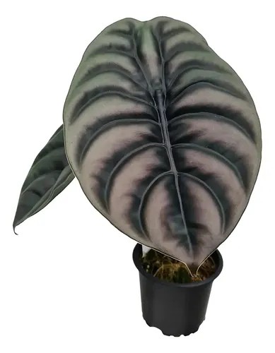 alocasia bronce