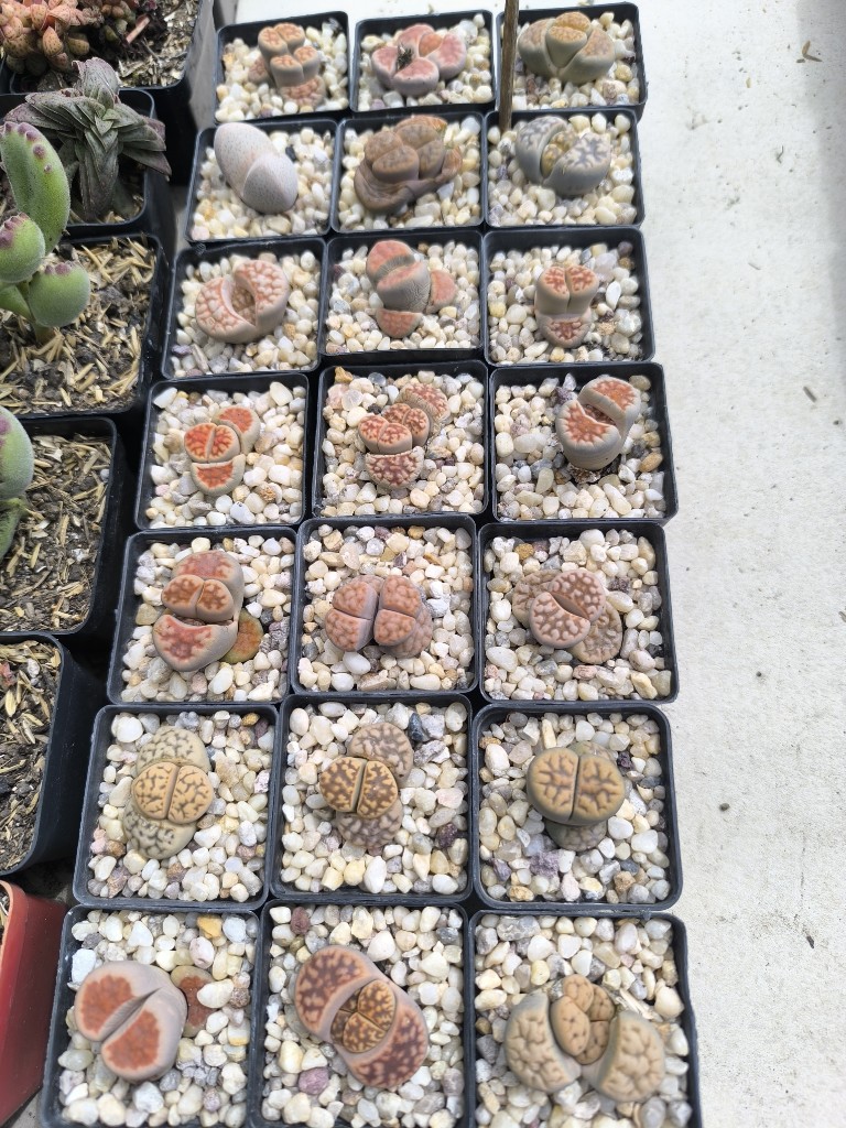 lithops