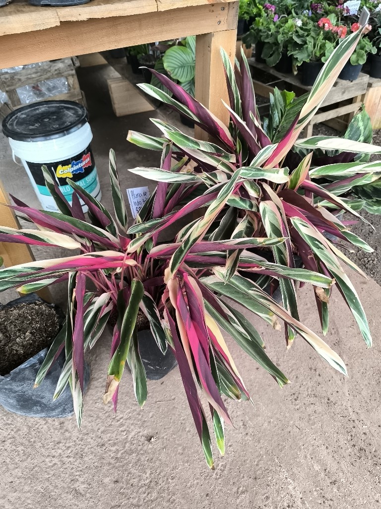 calathea pluma de indio bolsa 35