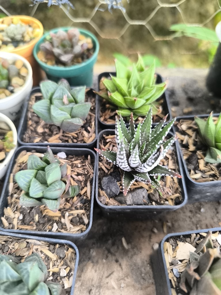 aloes p5