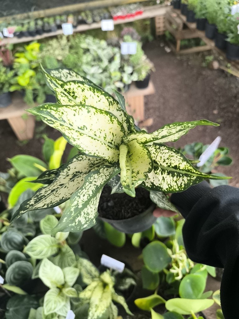 aglonema importada