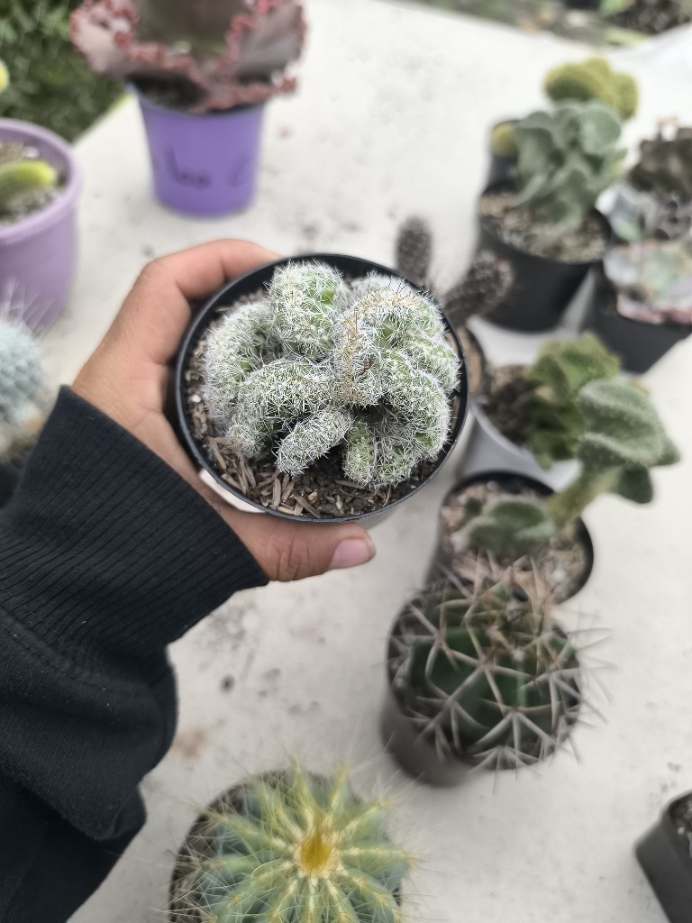 cactus cerebro p8