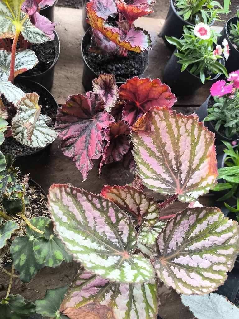 Begonia rex