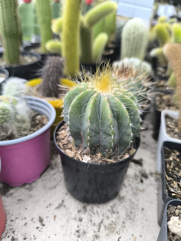 cactus p8 12.000