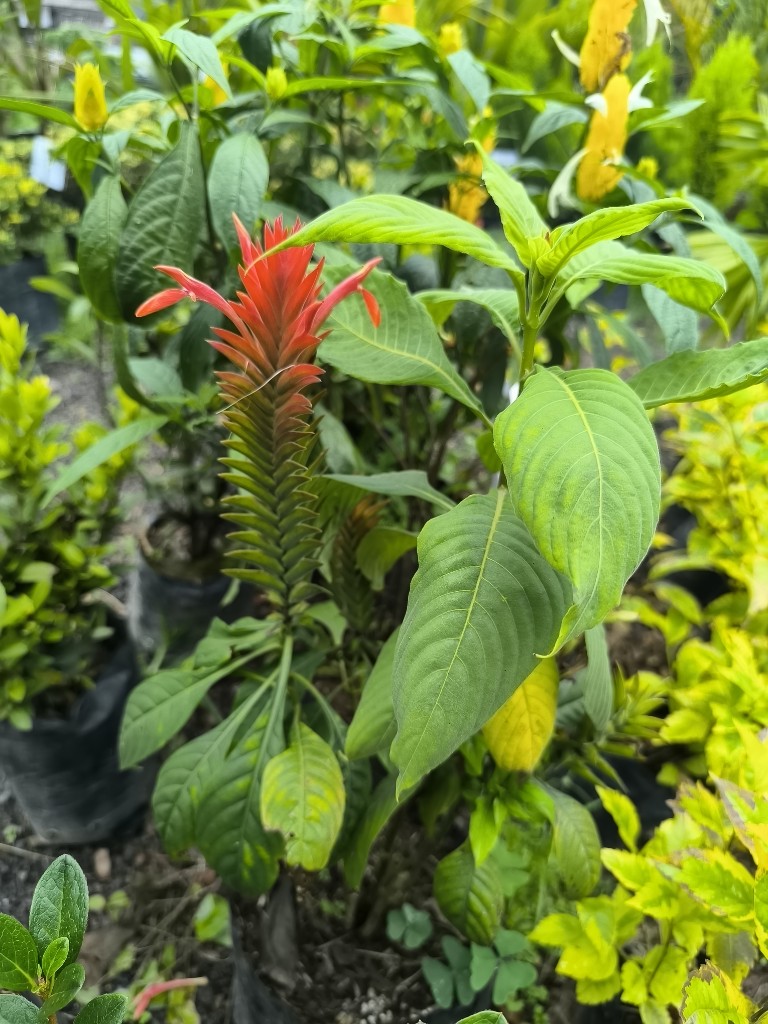 camaron rojo