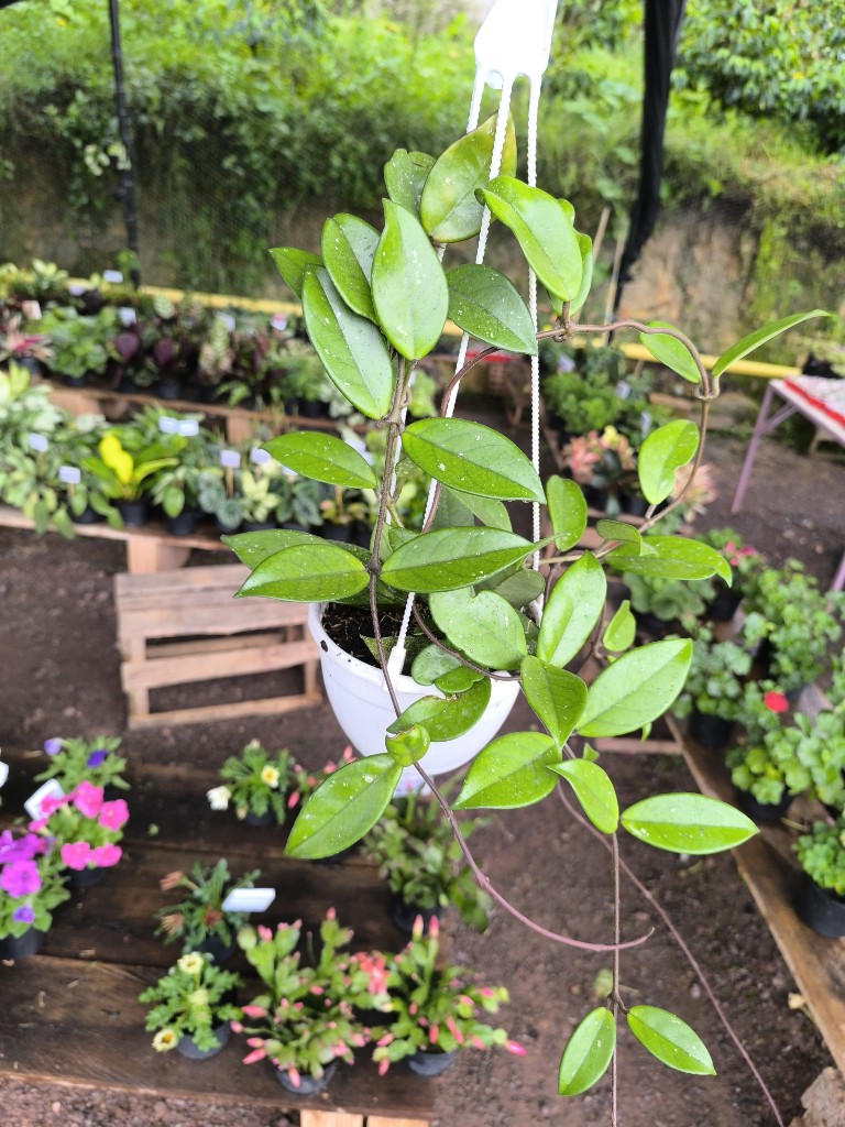 Flor de cera canasta