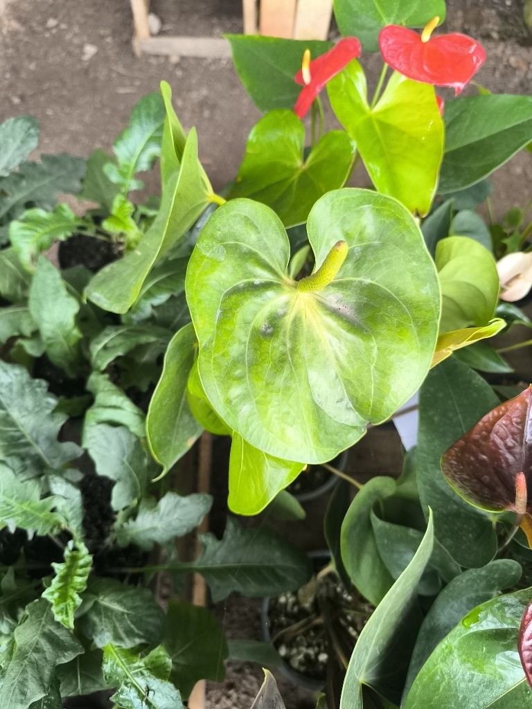 anturio Hoja flor