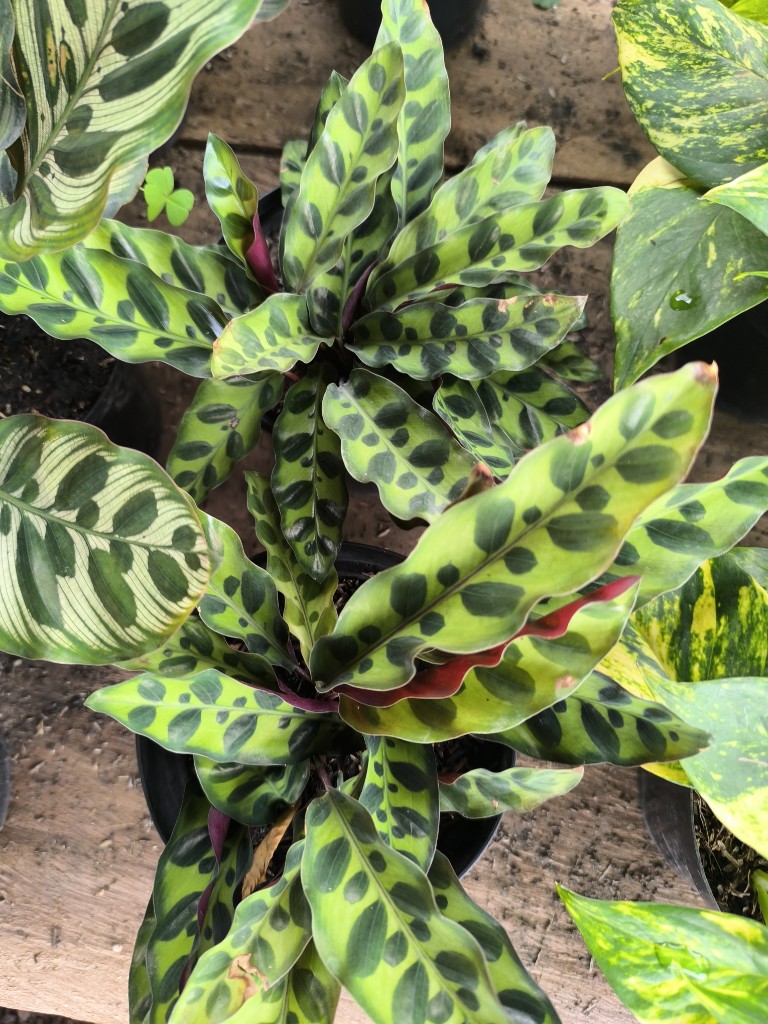 Calathea lancifolia p14