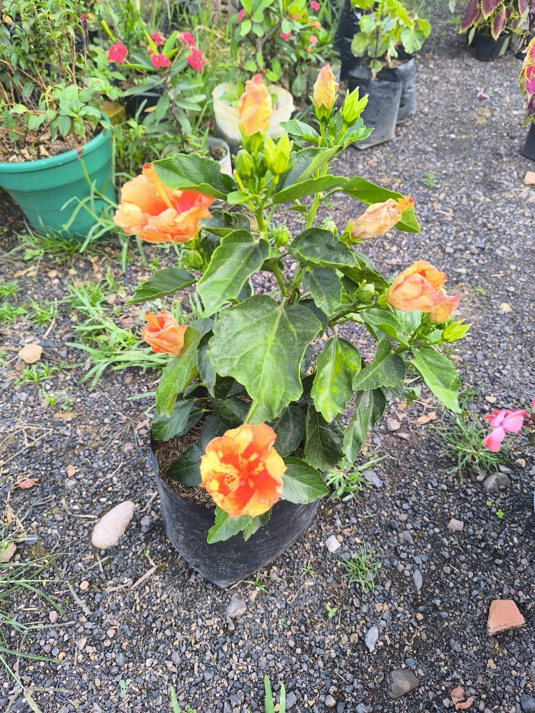 Cayenos