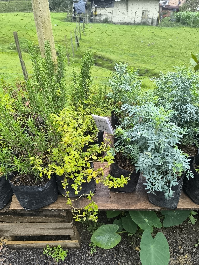 aromaticas bolsa