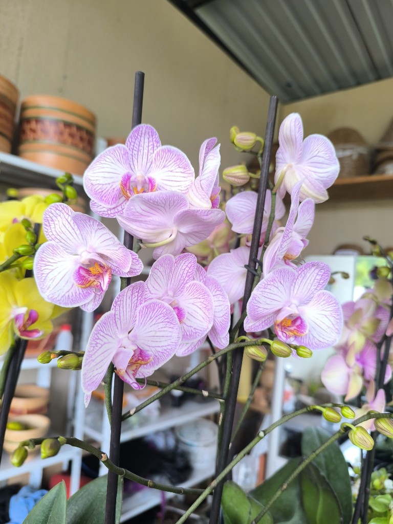 orquidea phalenopsis