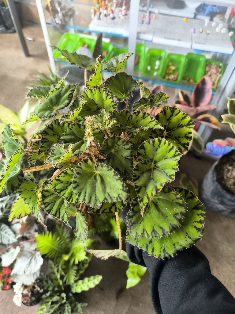 Begonia cuero de sapo verde