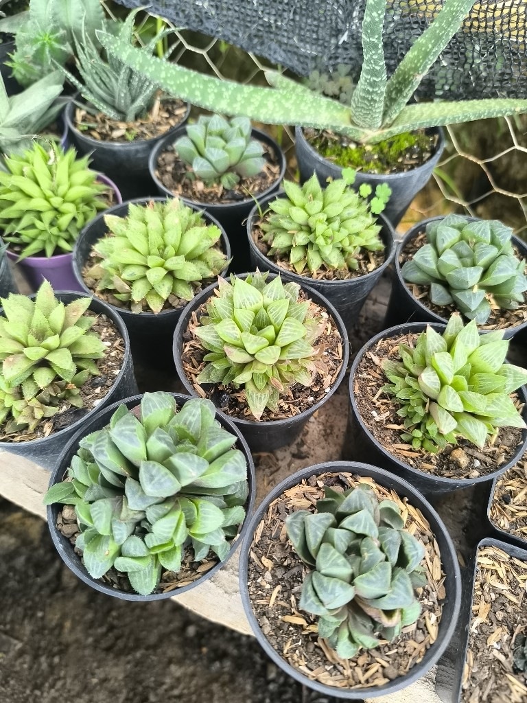 aloes p8