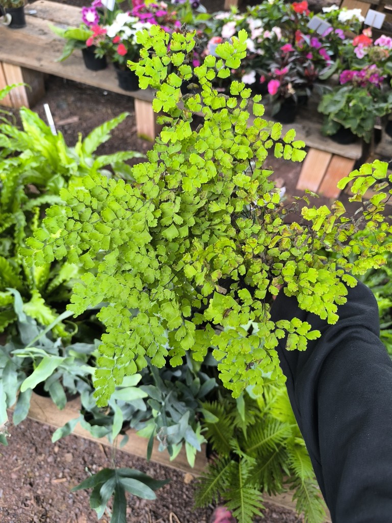 helecho cilantro