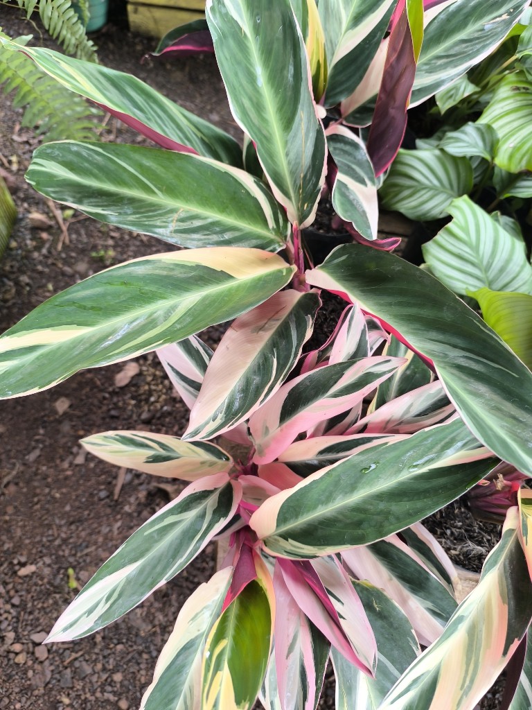 Calathea pluma de indio p14