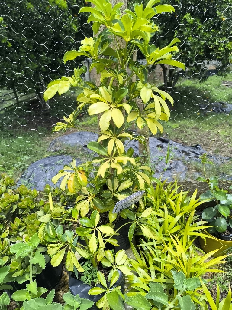 cheflera variegada