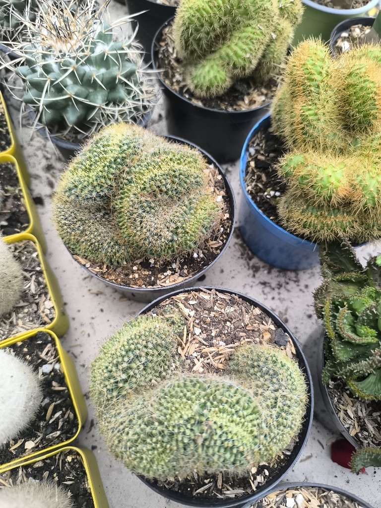 cactus cerebro p10