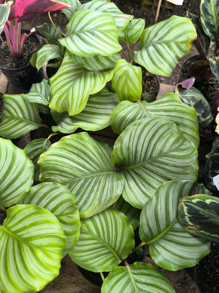 Calathea orbifolia