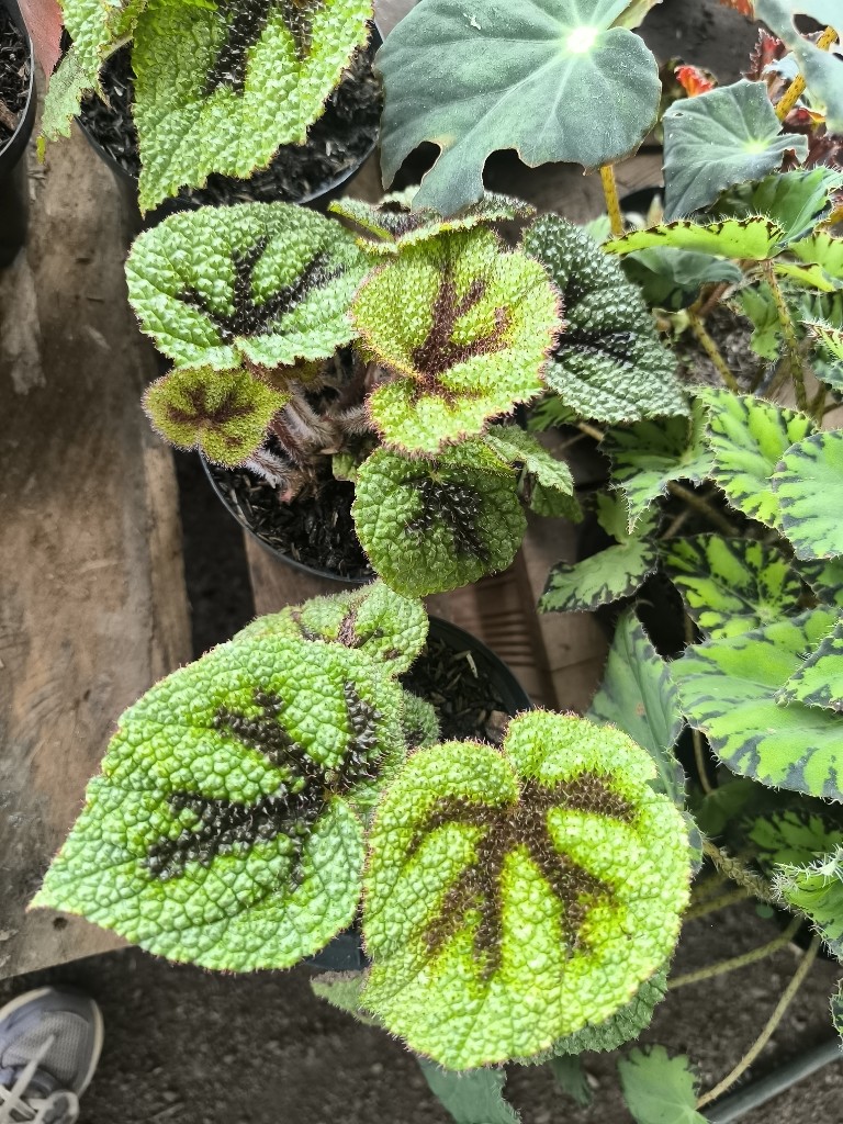 Begonia cruz de hierro