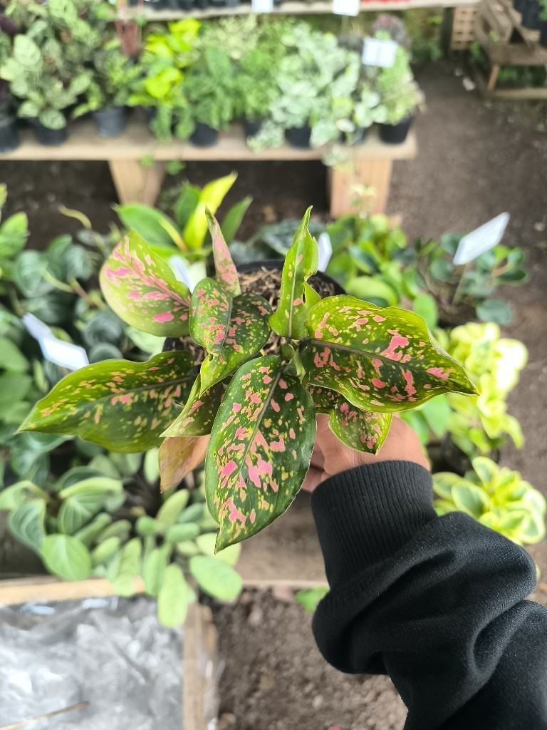 aglonema rosada