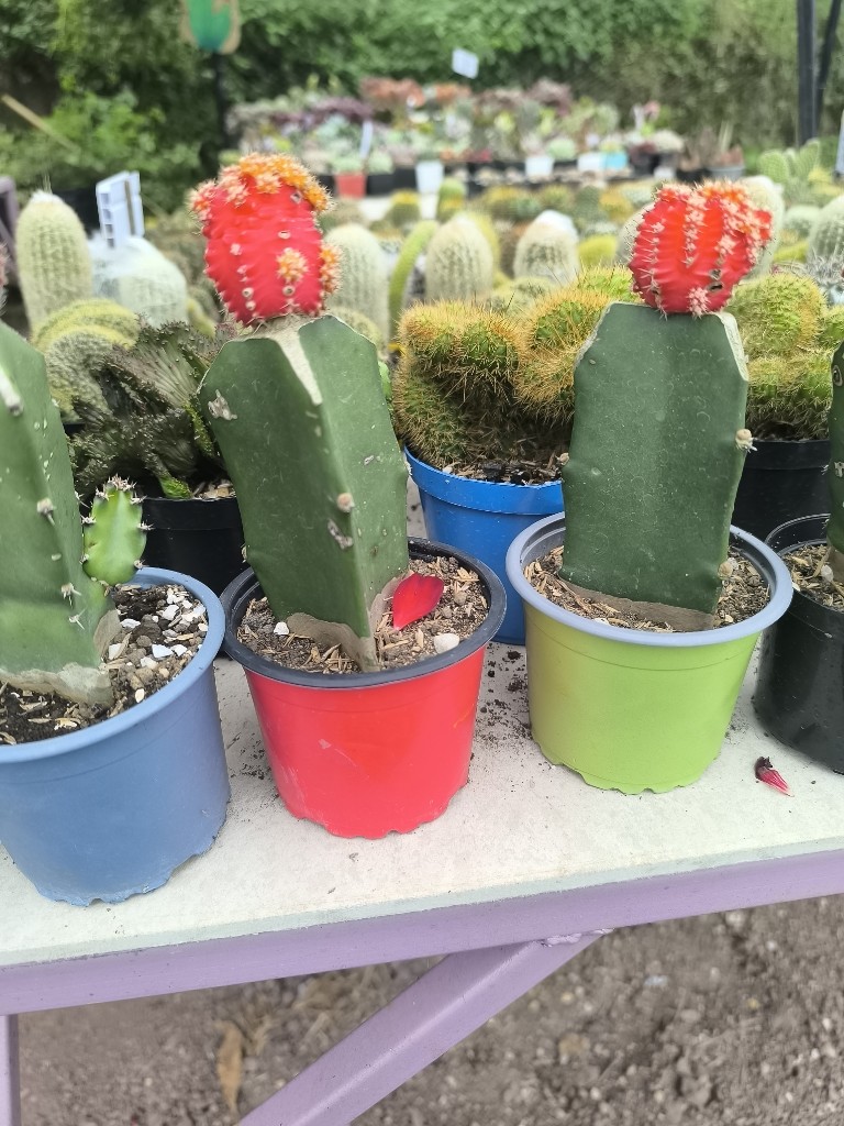 cactus coreano
